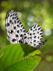 black and white butterfly.JPG (73 KB)